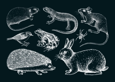 Forest animals vector illustrations in sketch style. Hand drawn wildlife sketches collection. Small animals drawings on chalkboard. Cute characters. Nature white outlines 